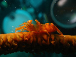 whipcoral shrimp. no cropping no photoshop jus point shoo... by Rory Ferguson 